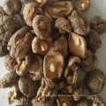 Cogumelos shiitake secos de qualidade